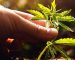 w-hemp-blog-img-1-420x265-opt